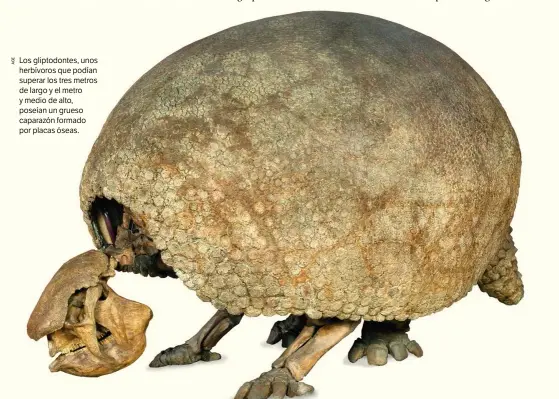  ??  ?? Los gliptodont­es, unos herbívoros que podían superar los tres metros de largo y el metro y medio de alto, poseían un grueso caparazón formado por placas óseas.