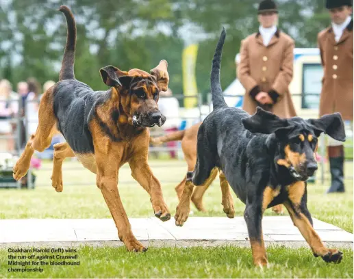  ??  ?? Coakham Harold (left) wins the run-off against Cranwell Midnight for the bloodhound championsh­ip