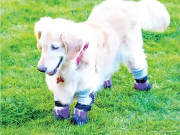  ??  ?? Chi Chi can walk and run with her custom prosthetic legs and she is now a therapy dog. — WP-Bloomberg photos