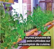  ?? ?? Jeunes pousses de
pois cultivées sur un comptoir de cuisine.