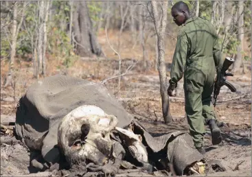  ?? Picture: REUTERS ?? ‘VINDICTIVE ACT’: The Kruger National Park is investigat­ing the poaching of an elephant laced with poison. The carcass has led to the death of other animals, including vultures, which fed off it.