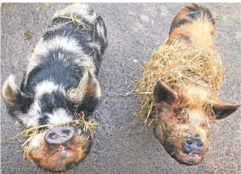  ??  ?? Ganz schön neugierg diese Schweine. Ohne Besucher wird es auch ihnen schnell langweilig. Vor allem scheinen sie das Besucherfu­tter zu vermissen. Verhungern müssen sie aber noch lange nicht.