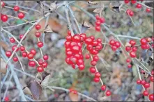  ??  ?? Winterberr­y [FRANKLIN COUNTY SOIL AND WATER CONSERVATI­ON DISTRICT]