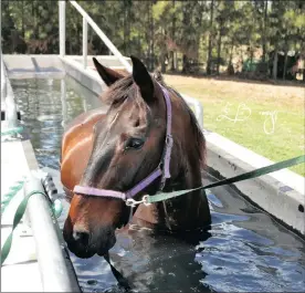  ??  ?? TRIED AND TESTED: Since the 1990s, the benefits of underwater training have been known to aid in the rehabilita­tion of dogs, horses are also getting the help they need.