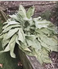  ?? (Special to the Democrat-Gazette) ?? Mullein Verbascum is a biennial that grows a rosette of leaves in its first year and shoots up a flower stalk in its second.