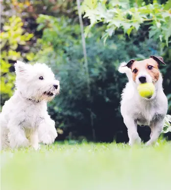  ??  ?? A recent study looks at how varied approaches to canine caretaking might echo how people parent their children.