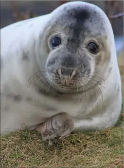  ?? Picture: Abertay University ?? „ The study focused on grey seal pups around Isle of May.