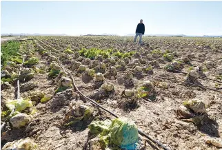  ??  ?? A LETTUCE field in Spain devastated by storms.