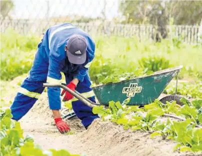  ?? ?? Farm workers were included in the NMW for the first time last year