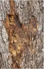  ?? (Special to the Democrat-Gazette) ?? It looks bad and has a sour odor, but slime flux doesn’t necessaril­y mean this oak is doomed.