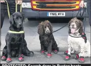  ??  ?? PROTECTED: Search dogs in Buster boots