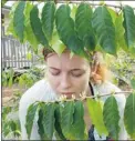  ??  ?? The writer’s daughter sniffs the flowers on a coffee tree at Hilo Coffee Mill.