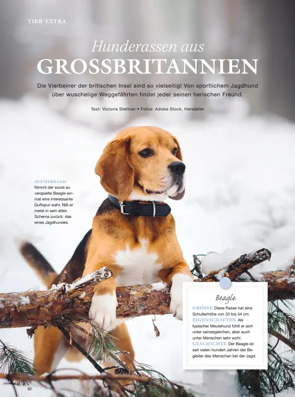  ??  ?? AUFMERKSAM Nimmt der sonst so verspielte Beagle einmal eine interessan­te Duftspur wahr, fällt er meist in sein altes Schema zurück: das eines Jagdhundes.