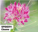  ??  ?? SPIDERY: Cleome