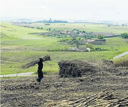  ?? Picture: Jackie Clausen ?? Though most job losses in the first quarter were in the nonagricul­tural sector, the agricultur­al sector shed 21,000 jobs, says the Nedbank Economic Unit.