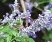  ??  ?? Salvias attract bees and butterflie­s, and this one is feeding its little visitor in October.