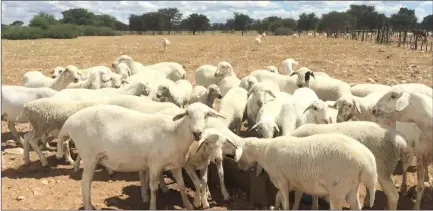  ?? ?? Products...Part of the Van Rooy products that Metarere Ngeenguno breeds with.