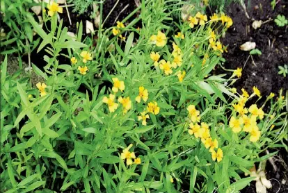  ?? ?? Tarragon, a common herb is French and Eastern European cuisine (Photo by Cynthia Nelson)