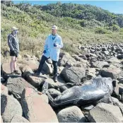  ?? Picture: SUPPLIED ?? LOST BABY: A newborn humpback whale was founded stranded by Monica Maroun, left, here with EL Musuem principal scientist Kevin Cole, at Kei Mouth last Saturday.