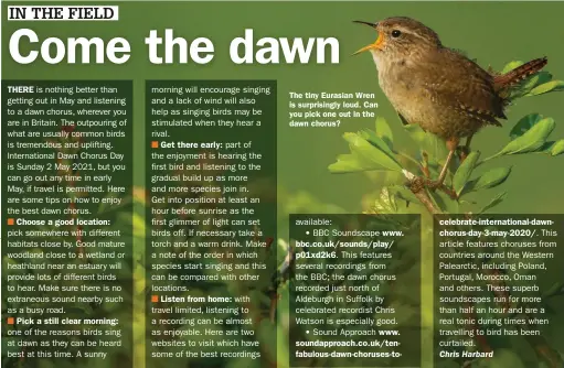  ??  ?? The tiny Eurasian Wren is surprising­ly loud. Can you pick one out in the dawn chorus?