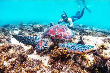  ?? ?? Snorkellin­g with a sea turtle at Apo Island
The “Asian sardine run” at Moalboal