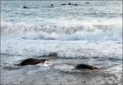  ??  ?? The seals make the journey out to sea.