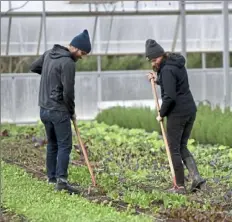  ?? Pam Panchak/Post-Gazette ?? Rivendale Farms distributi­on manager Neil Stauffer and crop production manager Susanna Meyer weed a crop of greens in their greenhouse in Bulger.