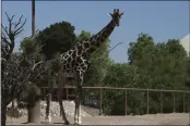  ?? CHRISTIAN CHAVEZ — THE ASSOCIATED PRESS FILE ?? Benito the giraffe looks out from his enclosure at the city run Central Park, in Ciudad Juarez, Mexico, in June 2023.