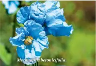  ??  ?? Meconopsis betonicifo­lia.