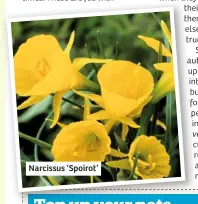  ??  ?? Narcissus ‘Spoirot’
