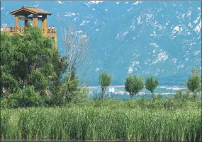  ?? CHEN LIANG / CHINA DAILY ?? Beijing’s wetlands are sanctuarie­s for a growing number of wild birds.