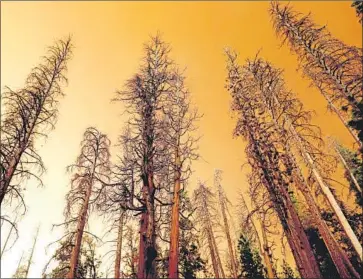  ?? Gary Coronado Los Angeles Times ?? DEAD TREES are surrounded by smoke at Yosemite National Park during the Ferguson fire last year.