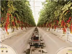  ??  ?? Pure Harvest’s farm in Abu Dhabi