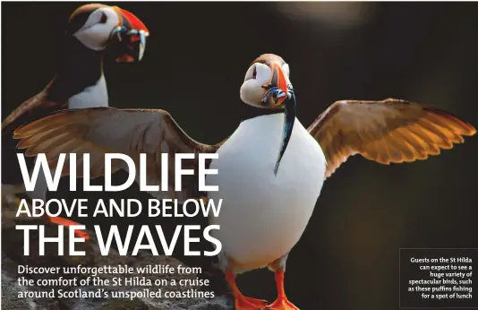  ??  ?? Guests on the St Hilda can expect to see a huge variety of spectacula­r birds, such as these puffins fishing for a spot of lunch