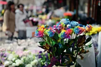  ?? VCG ?? Las rosas ecuatorian­as de diversos colores van ganando la preferenci­a de los jóvenes chinos.