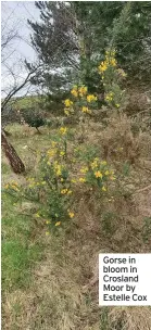  ??  ?? Peter Faucet
Gorse in bloom in Crosland Moor by Estelle Cox