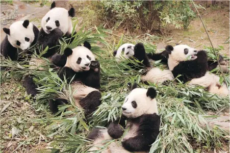  ??  ?? Giant pandas at play in a scene from the Imax documentar­y Pandas. The film takes audiences to the Chengdu Research Base of Giant Panda Breeding in China, where scientists are working toward a goal of releasing captive-born pandas into the wild.