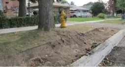  ?? JACK LAKEY FOR THE TORONTO STAR ?? An excavation next to a newly installed curb on Bailey Cres. has damaged the roots of a tree that was not enclosed by a tree protection zone barrier.