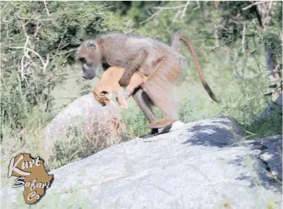  ??  ?? AN IMAGE of a baboon carrying the lion cub captured by Kurt Schultz in Kruger National Park.
| WWW. KURTSAFARI. COM