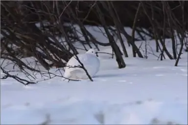  ?? Photo : Brian Bishop ?? La couleur du plumage des lagopèdes, plutôt brunâtre en été, vire au blanc en hiver.