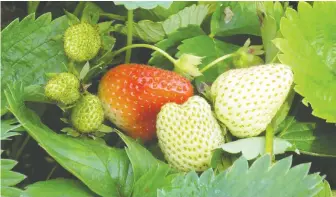  ??  ?? Strawberri­es get sweeter as they ripen from green, to white, and then finally to a deep red.