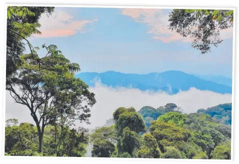  ?? Pictures: Kate Webster ?? SURPRISES APLENTY: Rwanda, also known as Land of a Thousand Hills, boasts beautiful national parks and a range of wildlife.