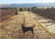  ??  ?? Right: early morning at the By Farr vineyards in Bannockbur­n