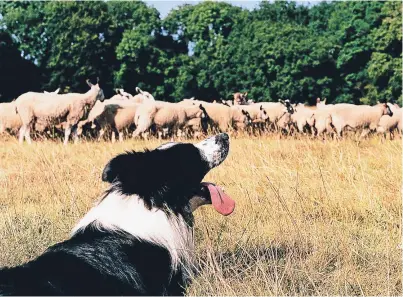  ??  ?? Sheepdogs are trained to deal with flocks but other pets can cause terrible damage.