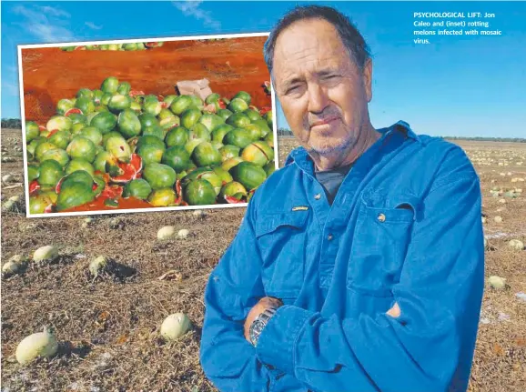  ??  ?? PSYCHOLOGI­CAL LIFT: Jon Caleo and ( inset) rotting melons infected with mosaic virus.