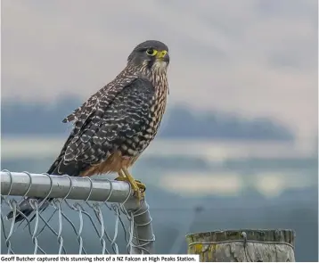  ??  ?? Geoff Butcher captured this stunning shot of a NZ Falcon at High Peaks Station.