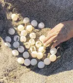  ??  ?? Once the eggs hatch, the tiny turtles make their way up through the sand, waiting until nightfall to scurry toward the ocean.