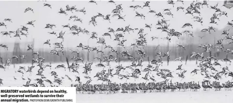  ?? Photo from Denr/growth Publishing ?? Migratory waterbirds depend on healthy, well-preserved wetlands to survive their annual migration.