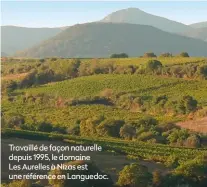  ?? ?? Travaillé de façon naturelle depuis 1995, le domaine Les Aurelles à Nizas est une référence en Languedoc.