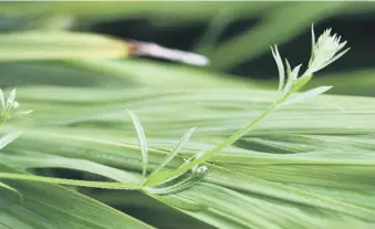  ??  ?? PRETTY PEST: Cleavers can grow a yard high and their hooked hairs tend to get everywhere.